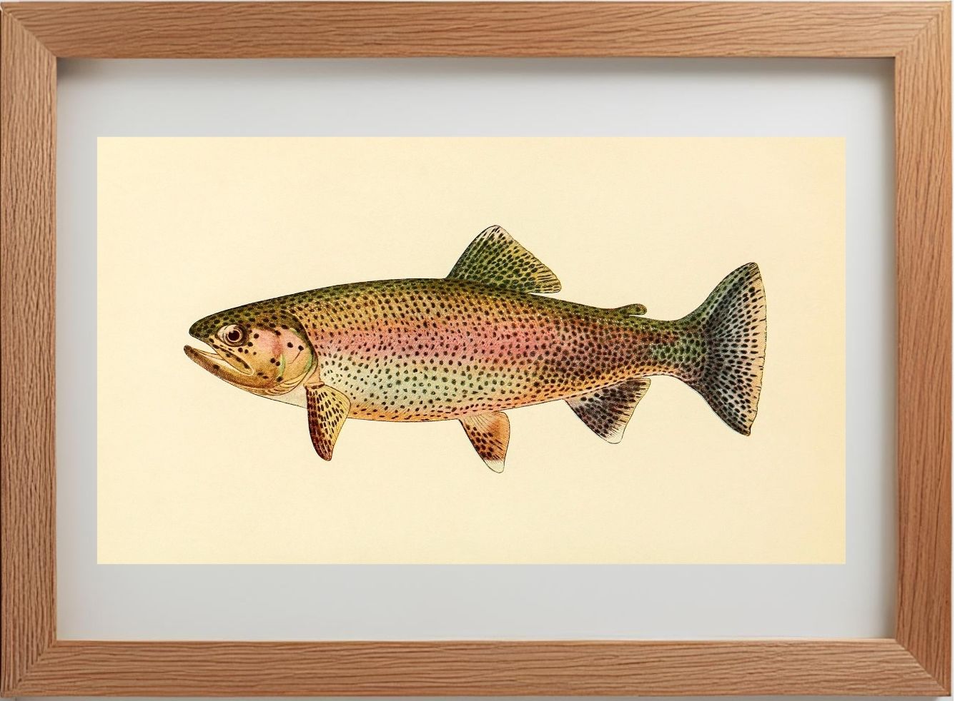 The Golden Trout (Adult Male) Salmo-Gilberti