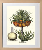 Crown-imperial fritillary
