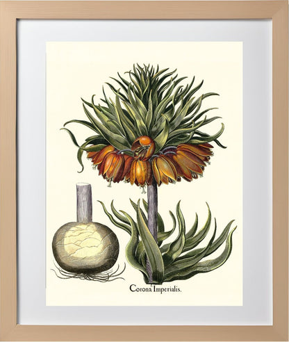 Crown-imperial fritillary