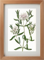 Forest Pimelea