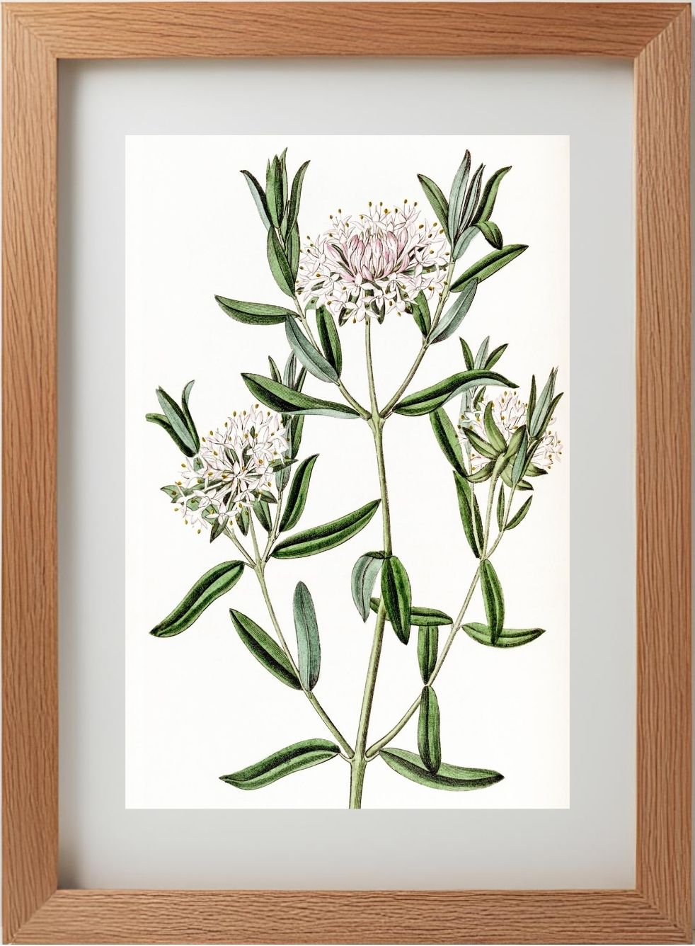 Forest Pimelea