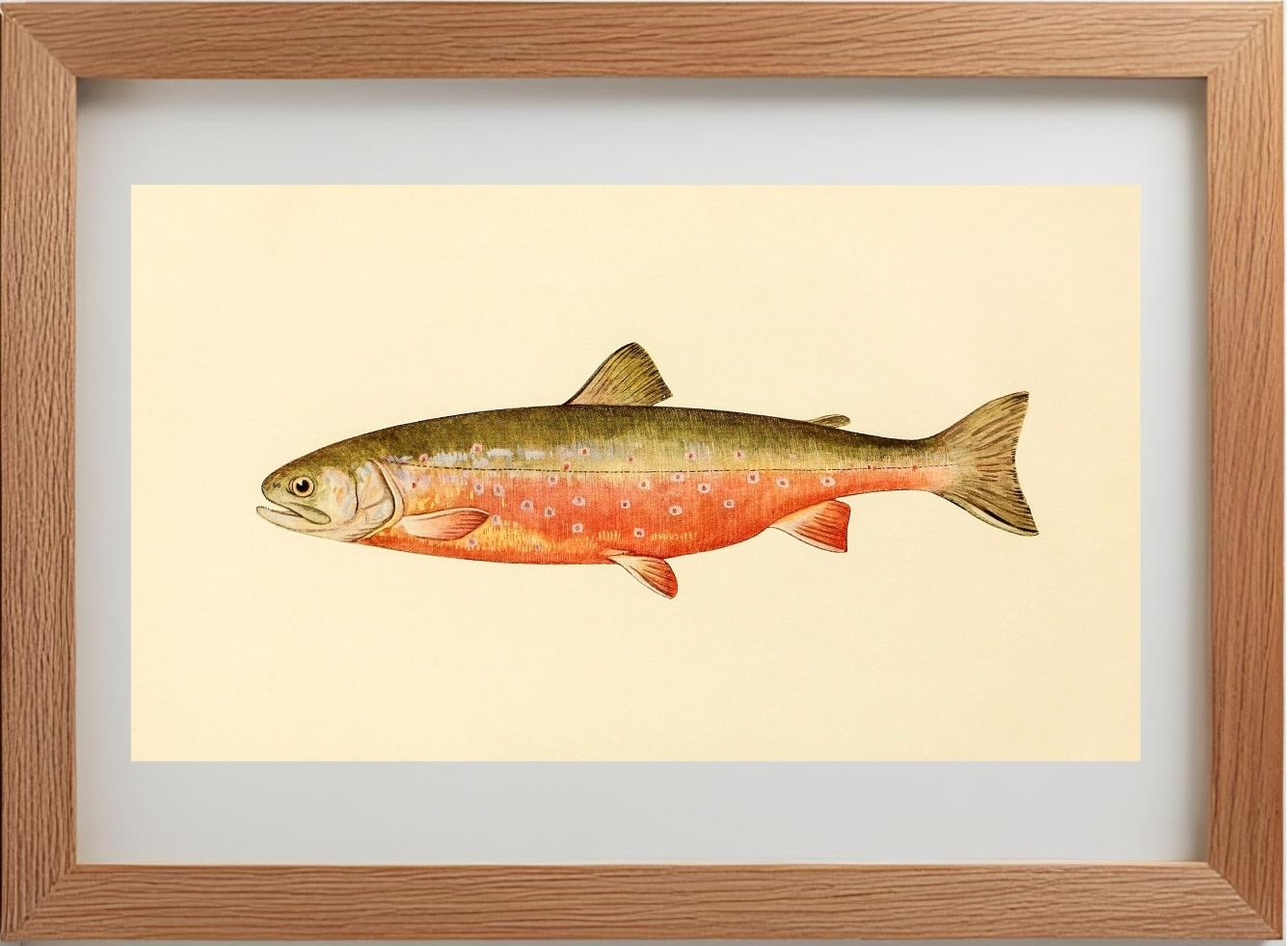 The Sunapee Trout (Adult Male) Salvelinus-Aureolus