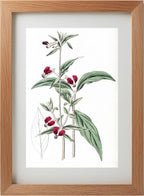 Mexican Two-Petalled Cuphea