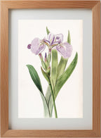 Bristle-Tipped Iris