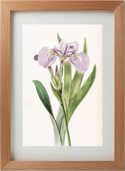 Bristle-Tipped Iris