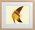 Chaetodon Vespertilio