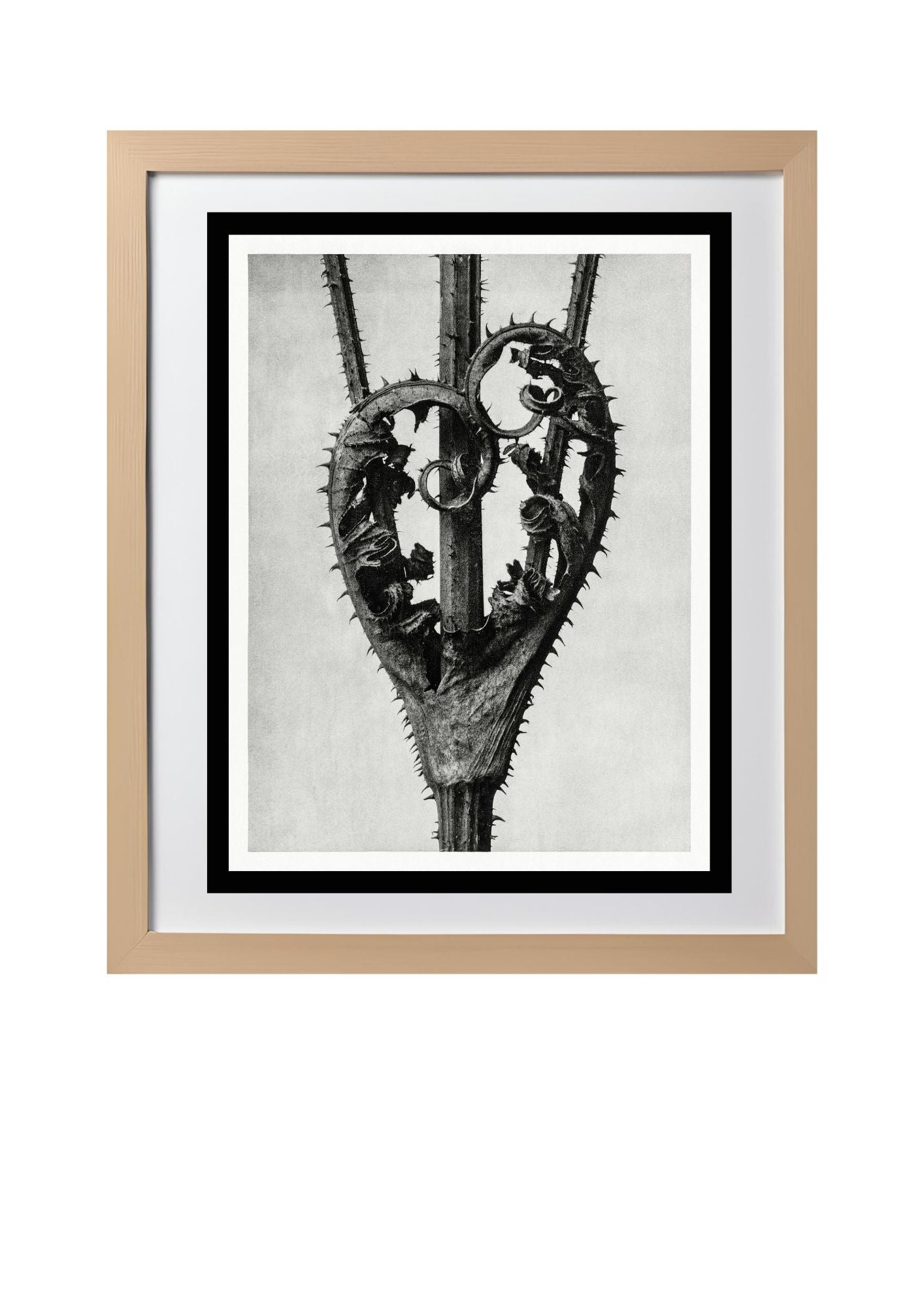 Dipsacus Laciniatus (Cutleaf Tease)