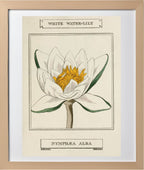 White Water-Lily