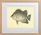 Chaetodon Atro-Maculatus