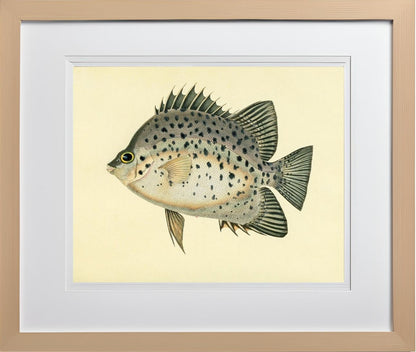 Chaetodon Atro-Maculatus