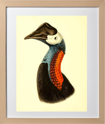 Casuarius Papuanus