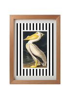 American White Pelican