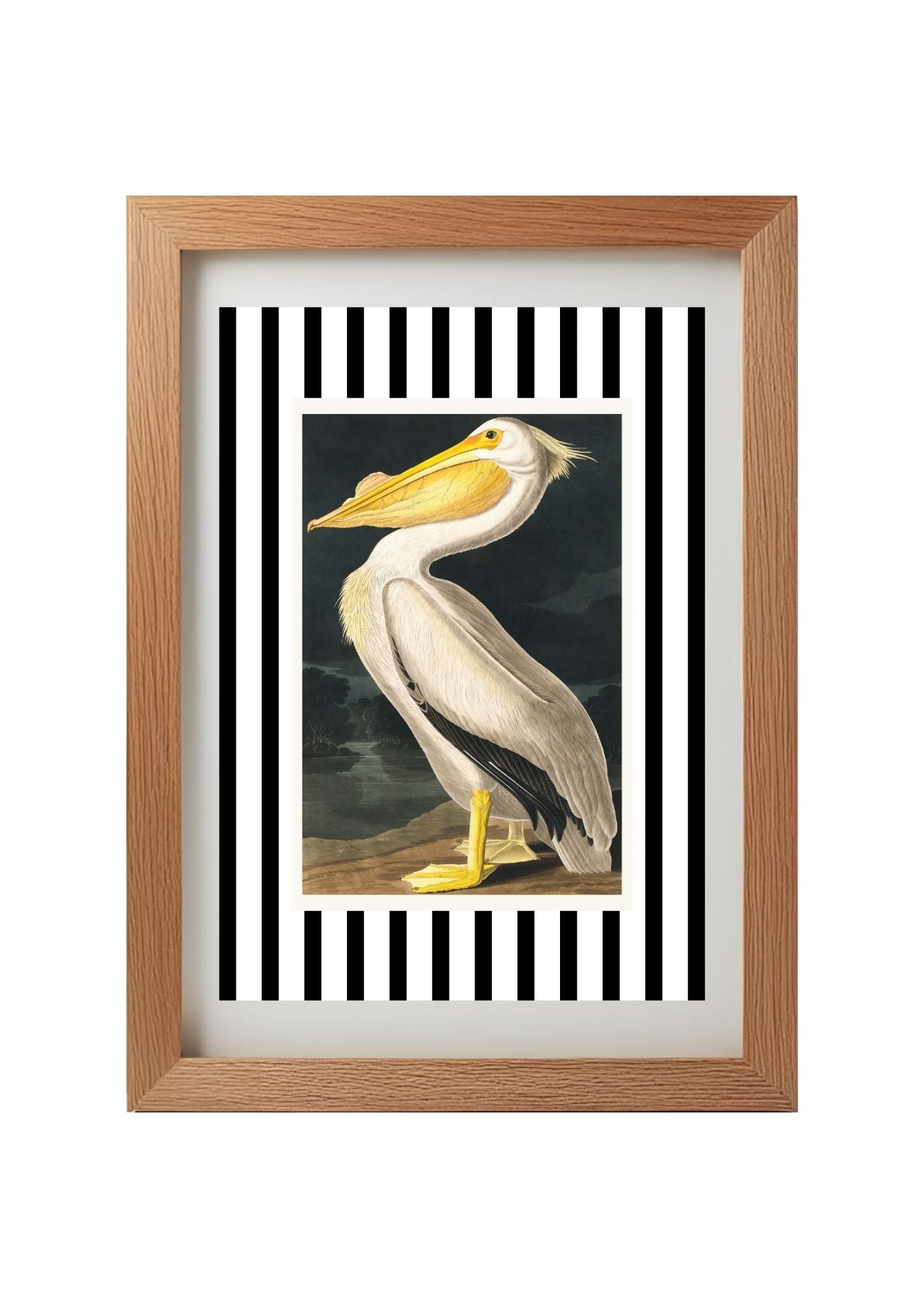 American White Pelican