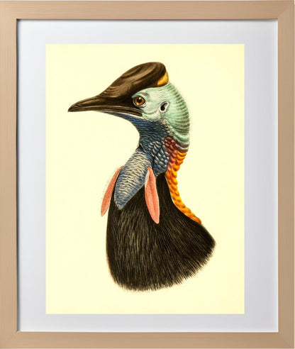 Casuarius Bicarunculatus