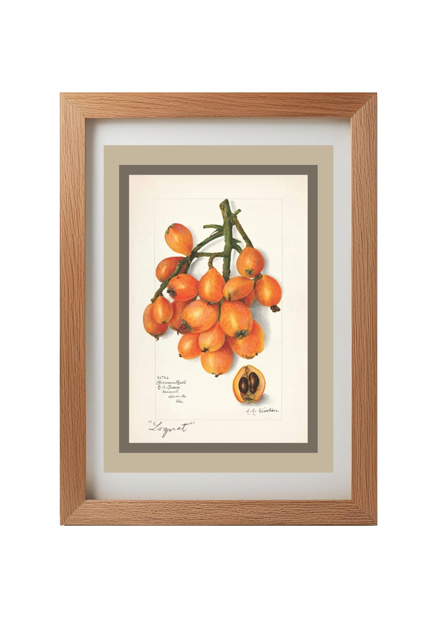 Loquats Eriobotrya Japonica