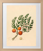 Eugenia or Jambo (Eugenia Albanensis)