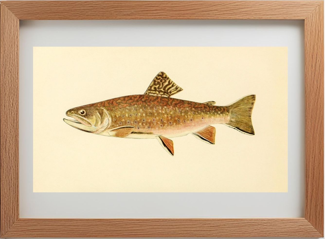 The Brook Trout (Adult Male) Salvelinus-Fontinalis (early summer coloration)
