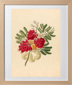 Schotia Speciosa (Schotia Affra)