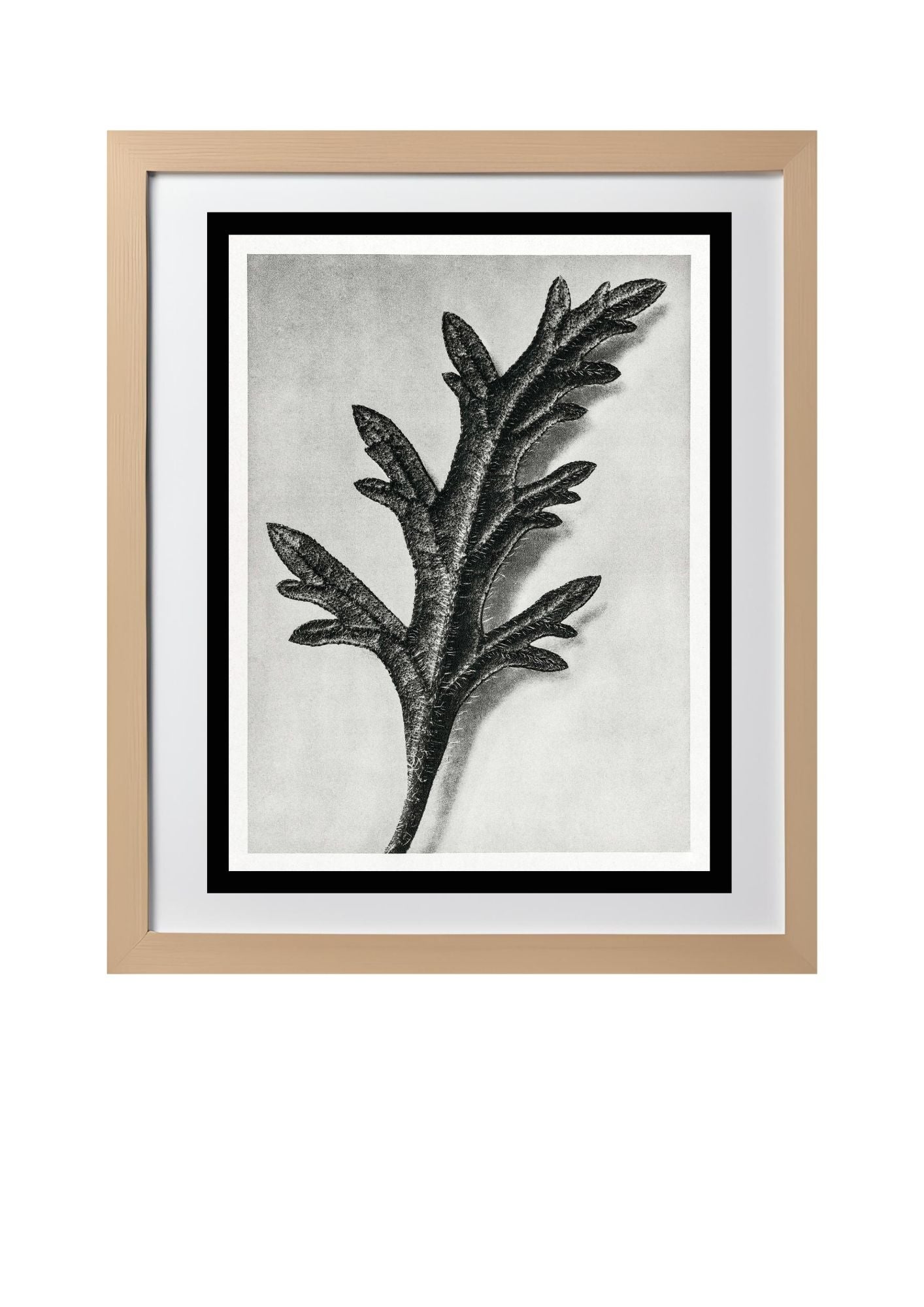 Verbena Canadensis (Rose Mock Vervain)