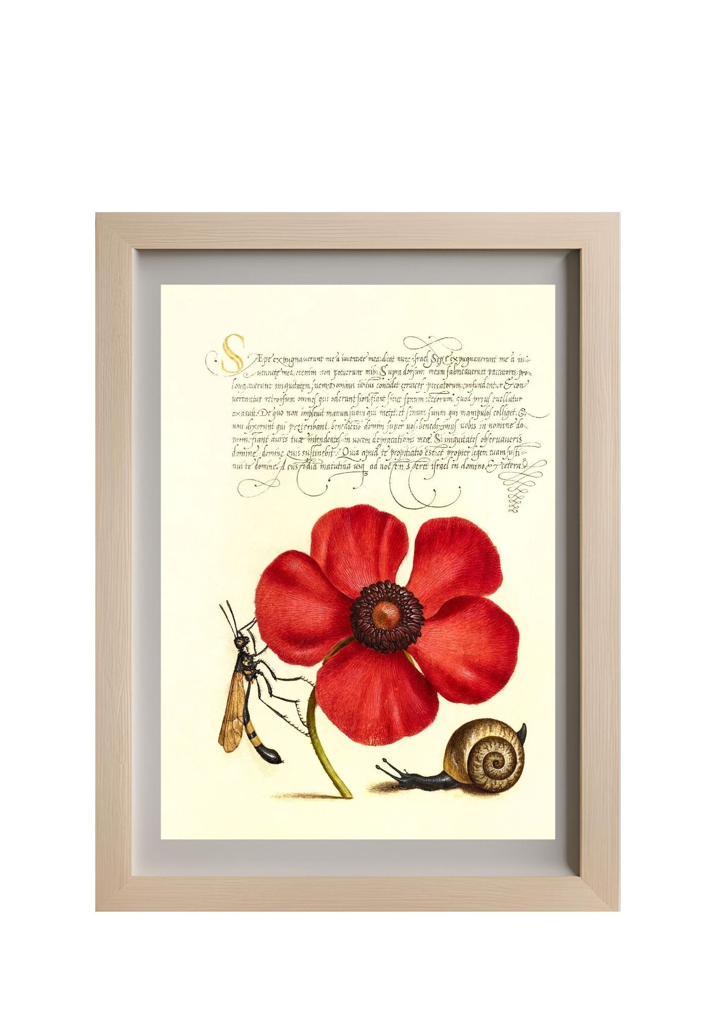 Terrestrial Mollusk, Poppy Anemone, and Crane Fly