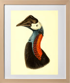 Casuarius Papuanus