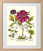 Corallina peony, Lady’s-mantle, Sanicle