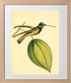 Sapphire-Crowned Hummingbird