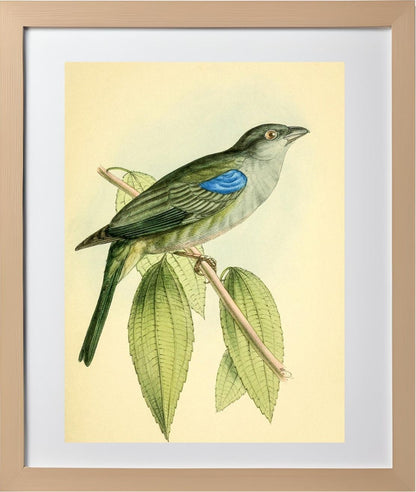 Bishop Tanager