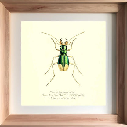 Tetracha Australis