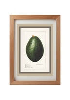 Avocado Persea