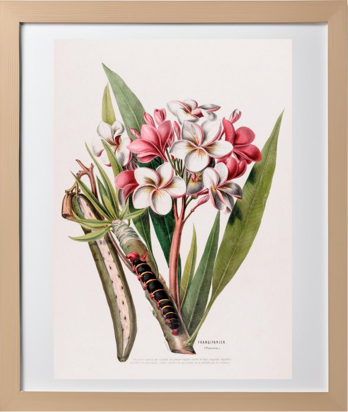 Frangipanier (Plumeria)
