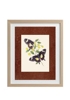 Papilio ilioneus