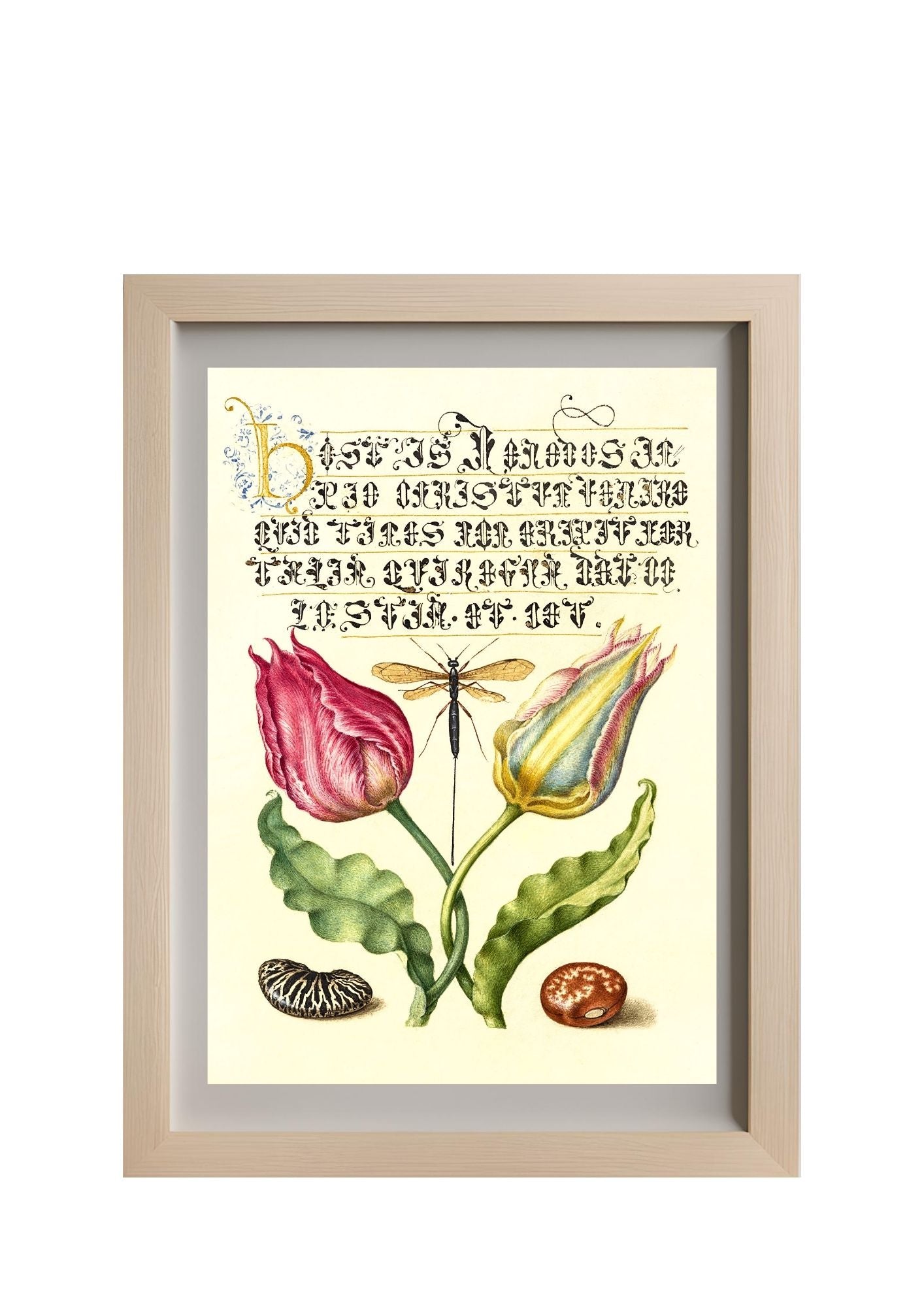 Gesner’sTulip, Ichneumon Fly, Kidney Bean, and Scarlet Runner Bean