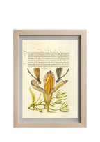 Damselflies, Spanish Iris, and Star-of-Bethlehem