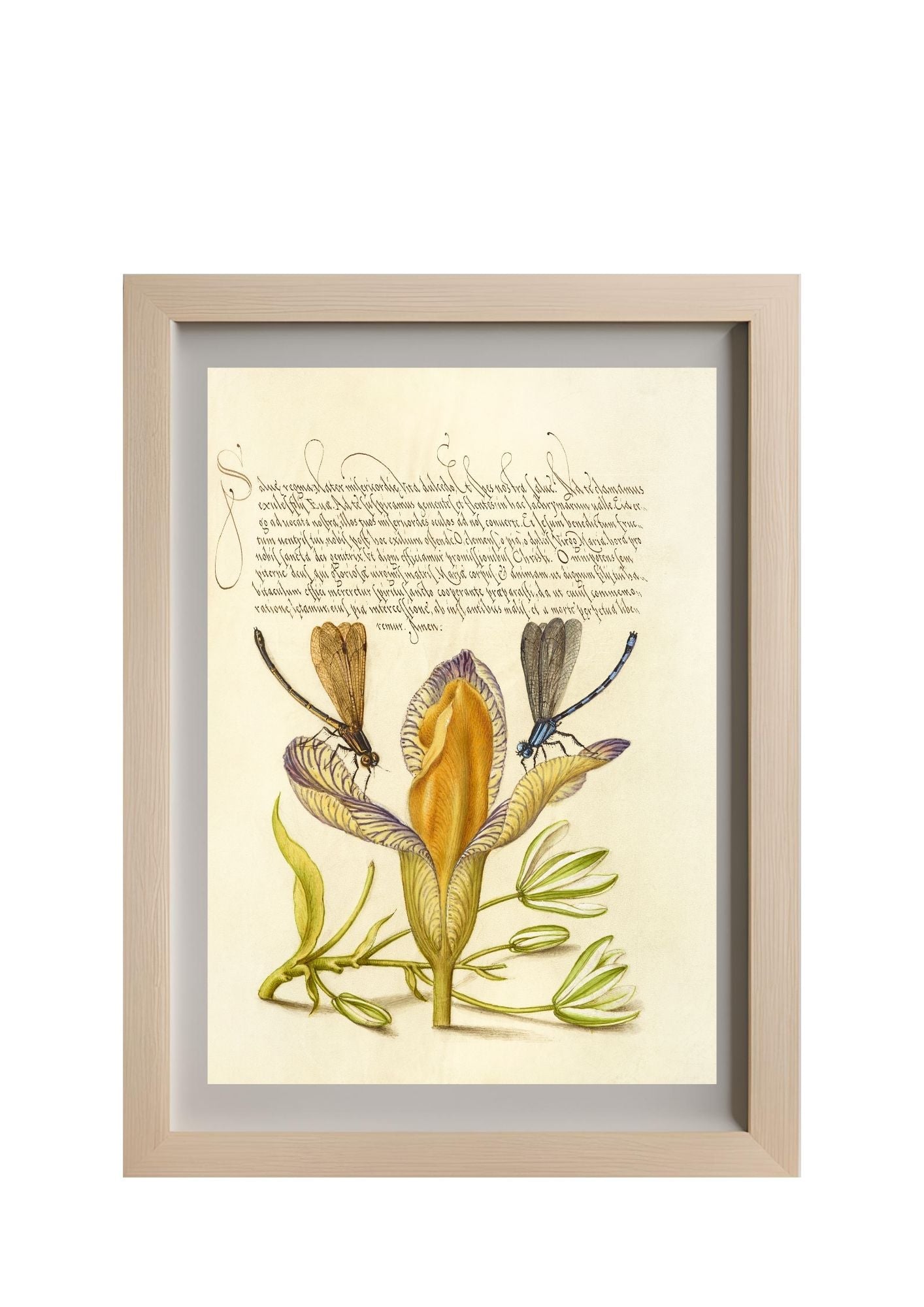 Damselflies, Spanish Iris, and Star-of-Bethlehem