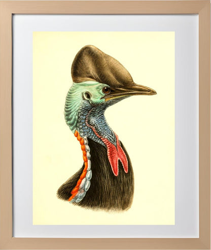 Casuarius Casuarius Beccarii