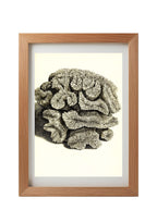 Caryophyllia sinuosa