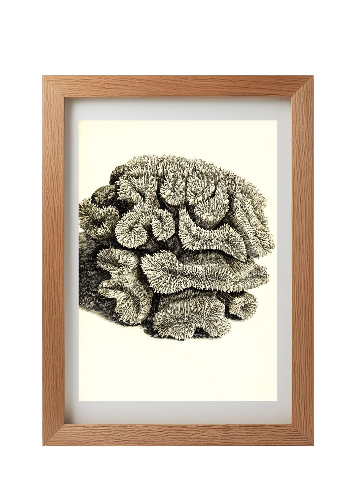 Caryophyllia sinuosa