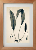 Acrostichum Hybridum
