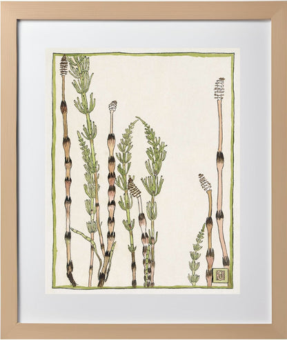 Horsetail