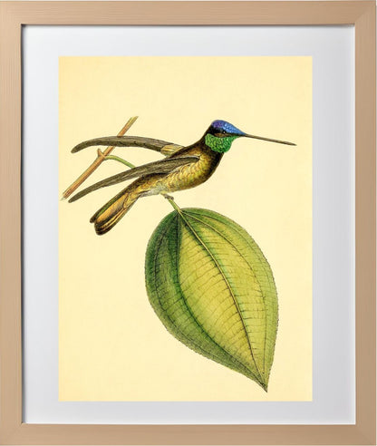 Sapphire-Crowned Hummingbird