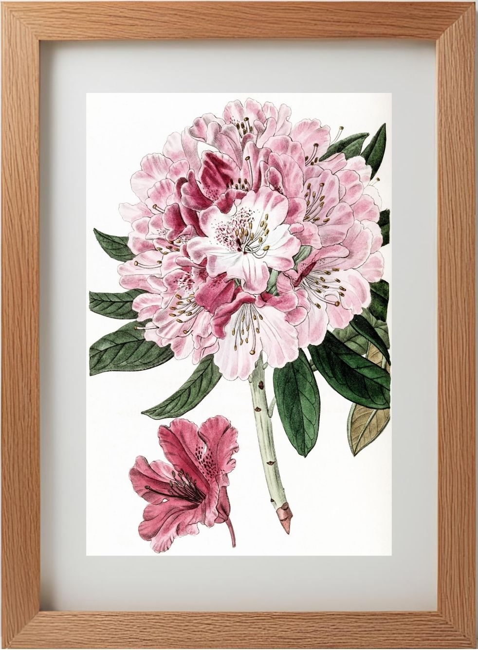 Rhododendron