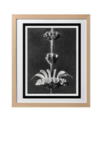 Salvia argentea (Silver Sage)