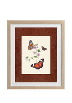 Butterflies 1