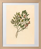 Celastrus (Apodytes Dimidiata)