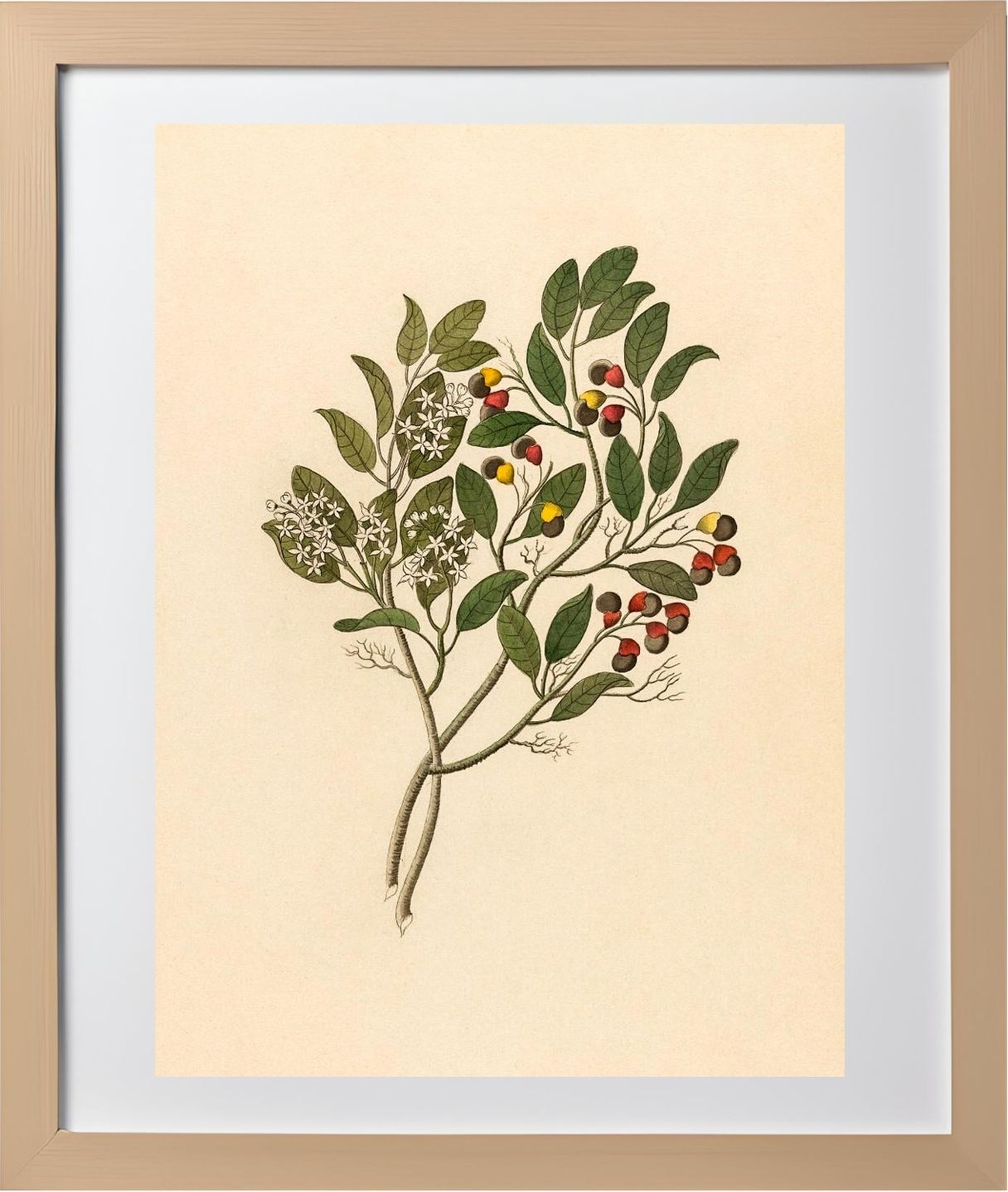 Celastrus (Apodytes Dimidiata)