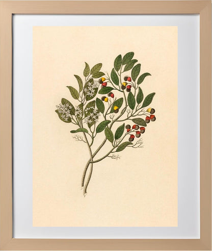 Celastrus (Apodytes Dimidiata)