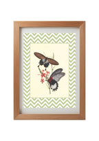 Papilio Coon and Papilio Agener