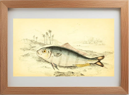 Indian Pilot-Fish