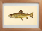 The Brook Trout (Adult Male) Salvelinus-Fontinalis (early spring coloration)